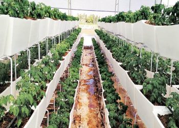 Growing Crops in Hydroponic