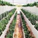 Growing Crops in Hydroponic