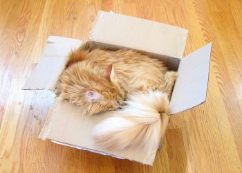 Cats Love Cardboard Boxes