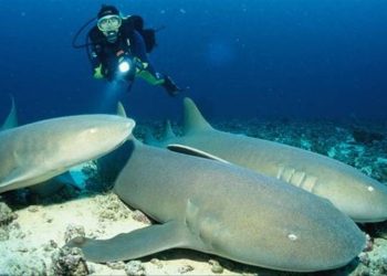 diving holidays