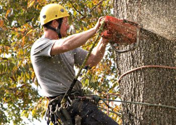 tree removal services