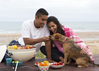 summer picnic with dog
