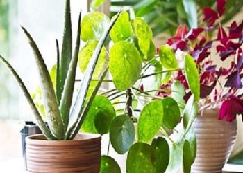 plants