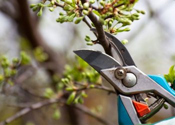 tree trimming Sydney