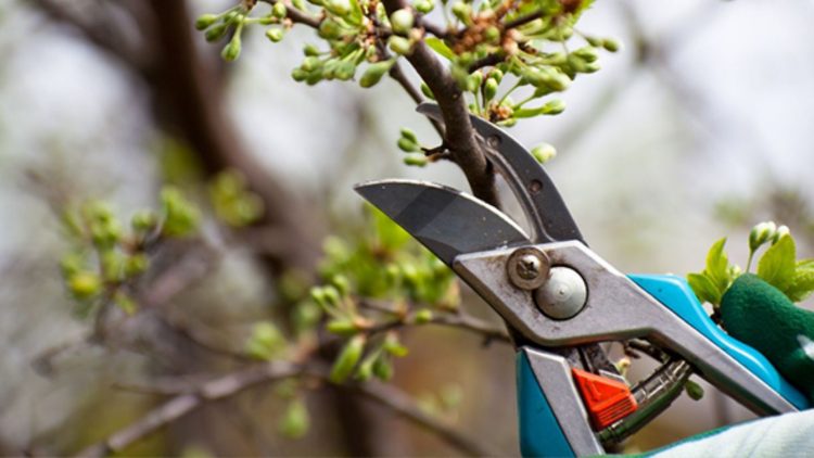 tree trimming Sydney